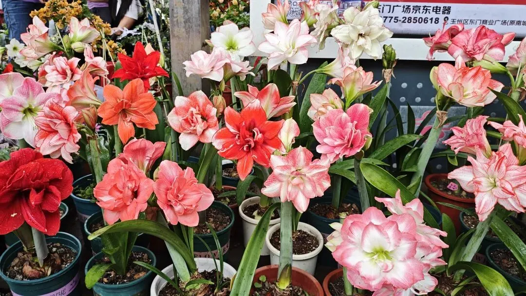 植识馆|玉林花鸟市场的“春日顶流”:朱顶红,球根界的开花王者,十几块就能把春天搬回家
