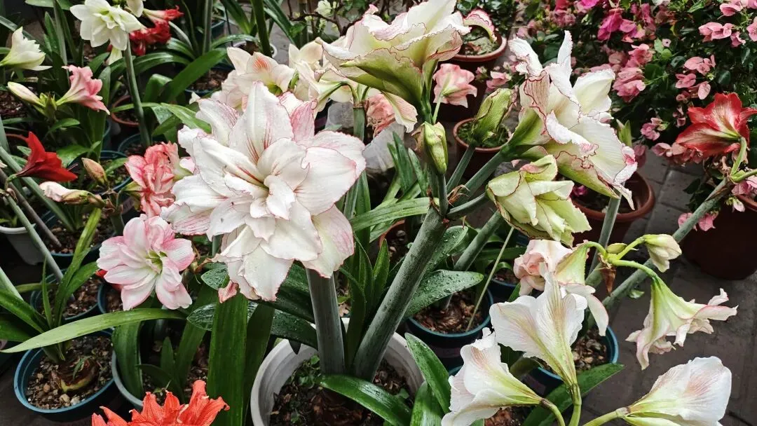 植识馆|玉林花鸟市场的“春日顶流”:朱顶红,球根界的开花王者,十几块就能把春天搬回家