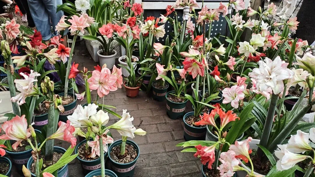 植识馆|玉林花鸟市场的“春日顶流”:朱顶红,球根界的开花王者,十几块就能把春天搬回家