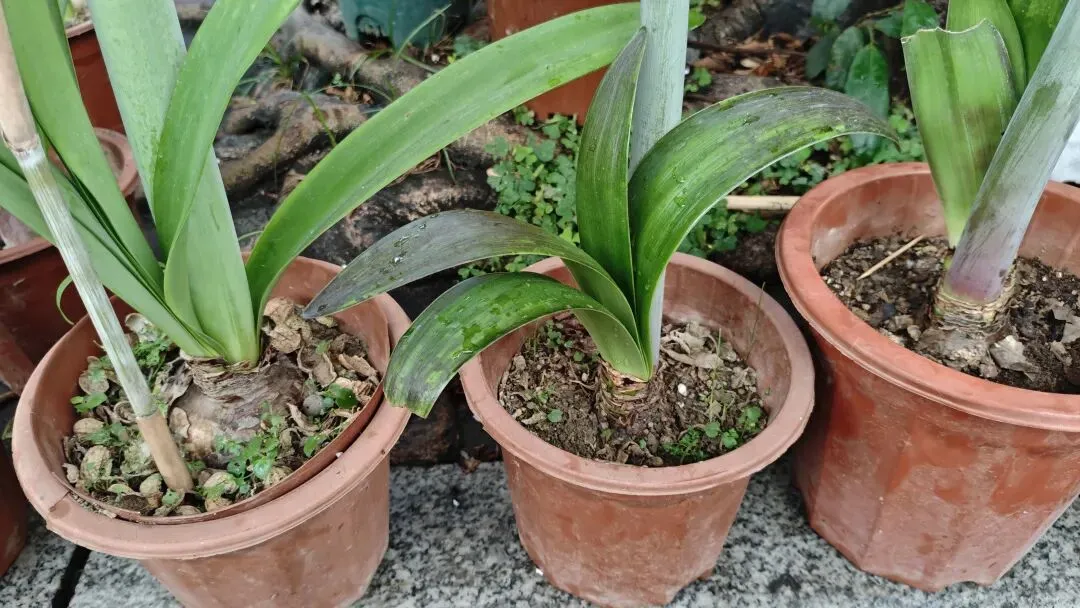 植识馆|玉林花鸟市场的“春日顶流”:朱顶红,球根界的开花王者,十几块就能把春天搬回家
