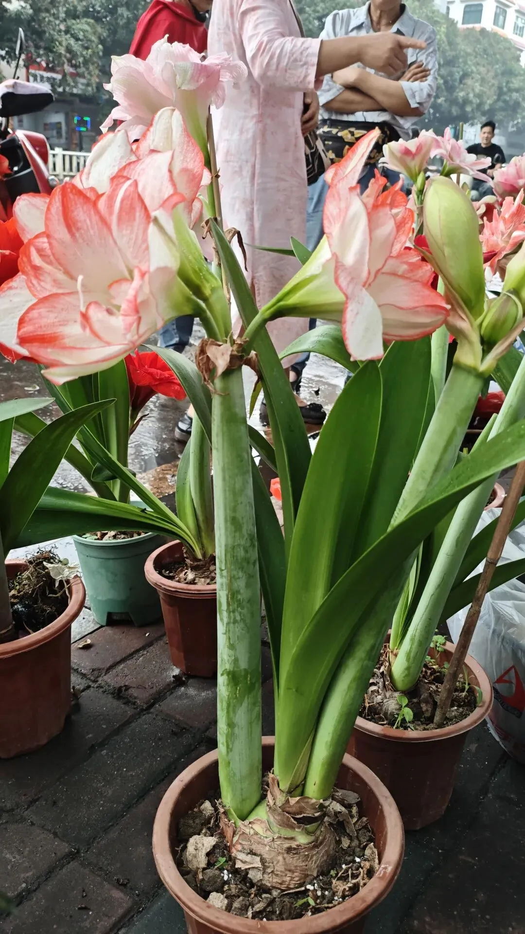 植识馆|玉林花鸟市场的“春日顶流”:朱顶红,球根界的开花王者,十几块就能把春天搬回家