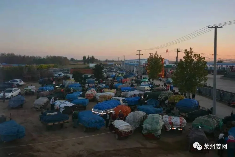 4月12日莱州吕村大姜市场