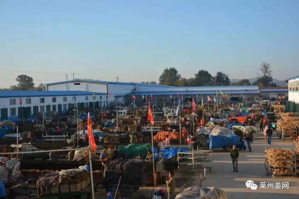 4月12日莱州吕村大姜市场