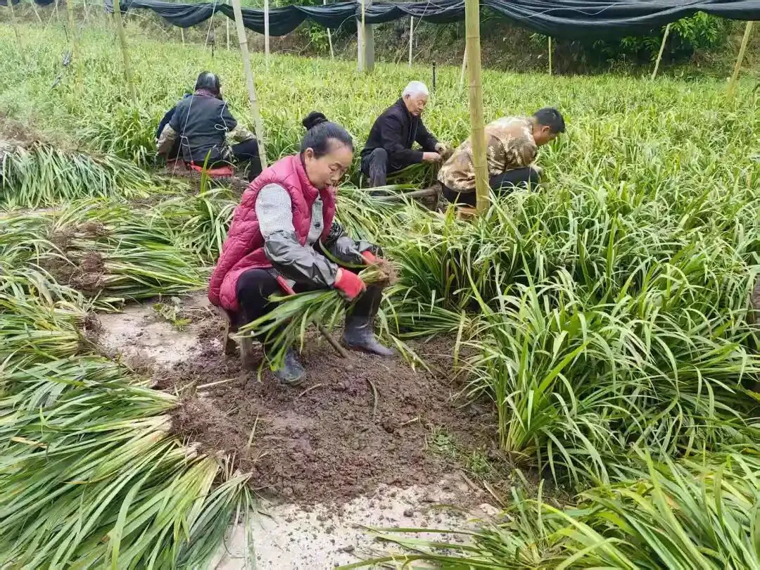 订单销全国!阆中石菖蒲种苗走俏市场