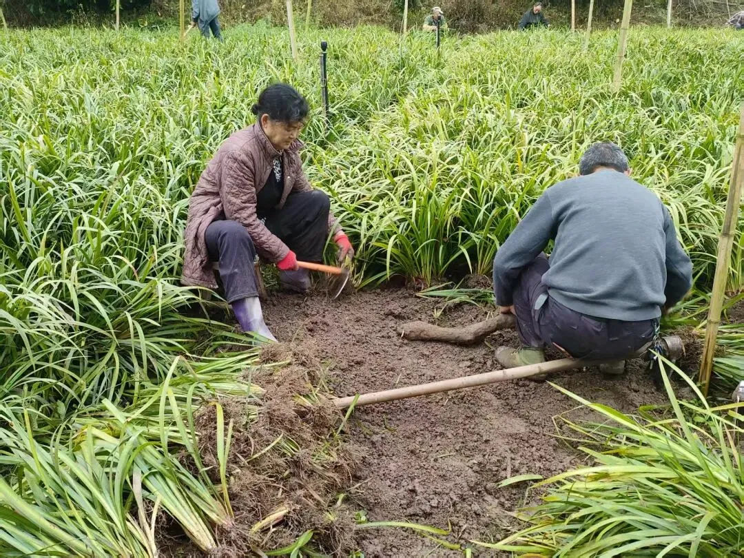 订单销全国!阆中石菖蒲种苗走俏市场