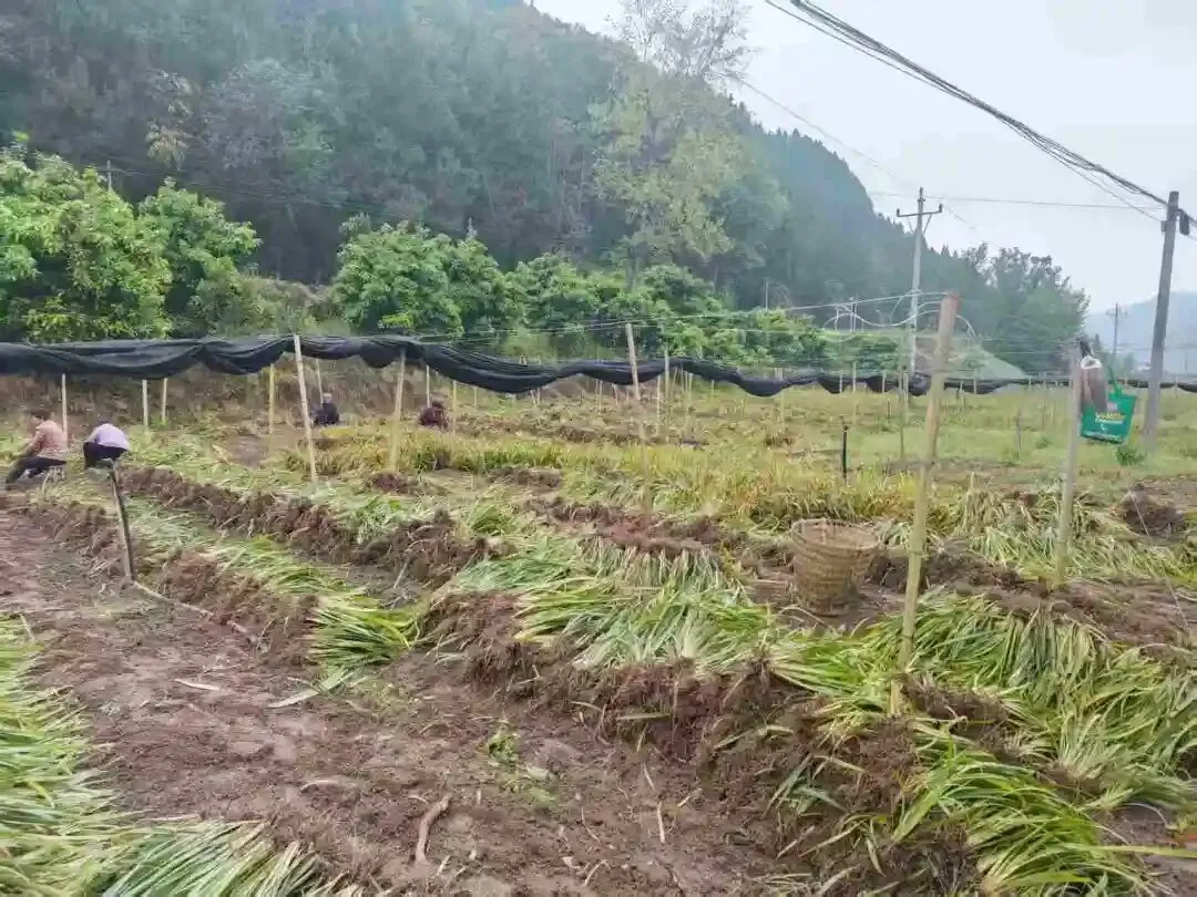 订单销全国!阆中石菖蒲种苗走俏市场