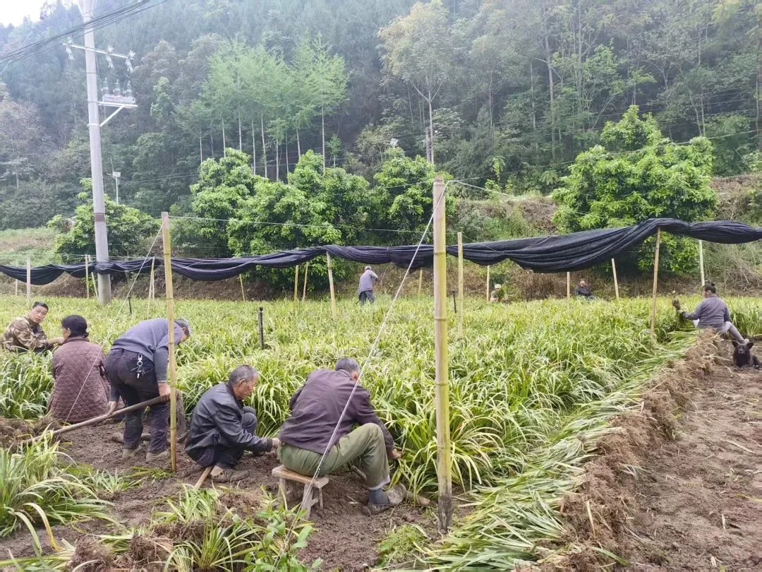 订单销全国!阆中石菖蒲种苗走俏市场