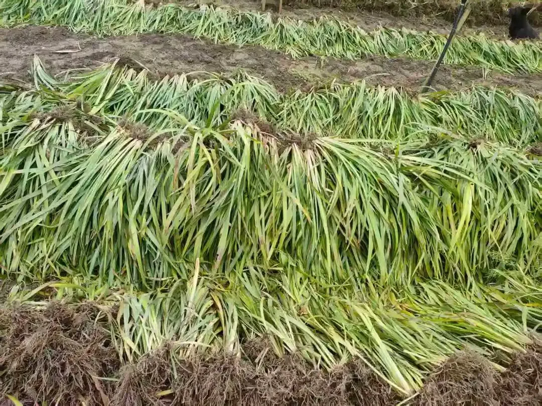 订单销全国!阆中石菖蒲种苗走俏市场