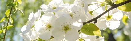 春日营销新范式:从 ＂限定款＂ 到 ＂叙事营销＂,2026 品牌如何讲好春天的故事?