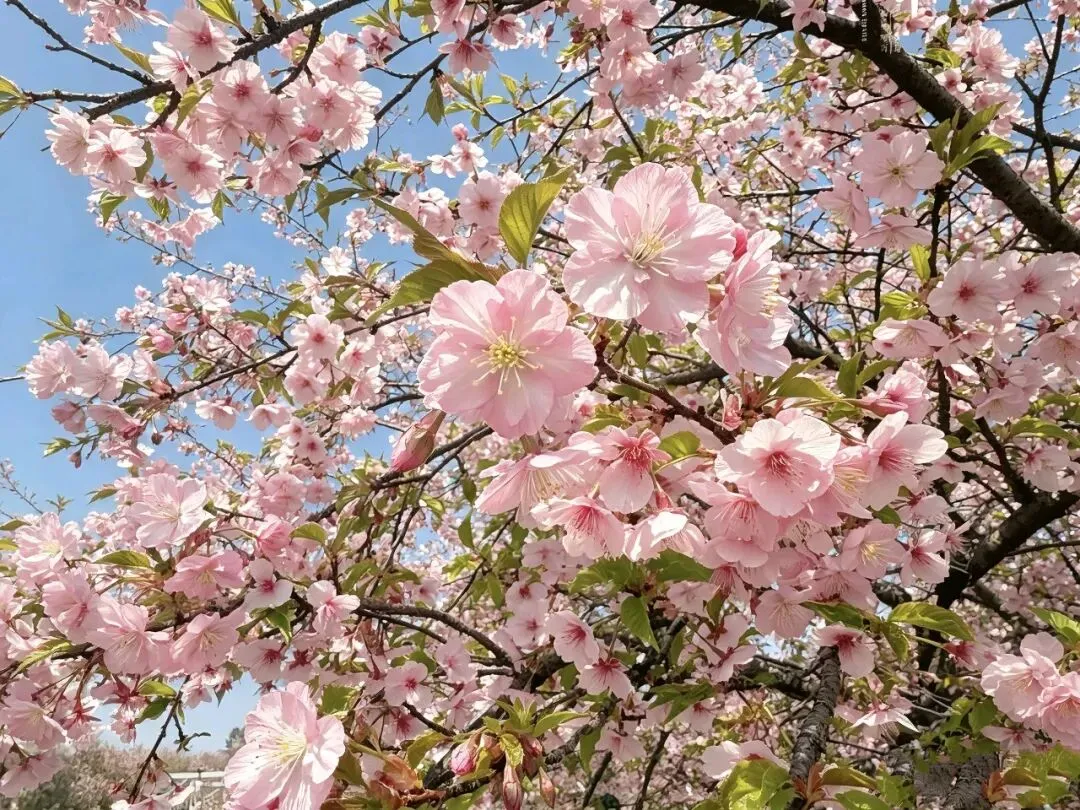 《牛背上的老鼠,才是营销的顶级高手》