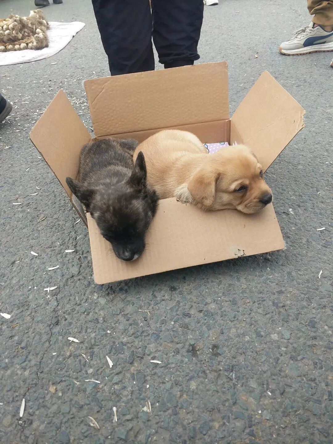 去了一趟旧物市场,没买到要买的东西,却让我喜出望外