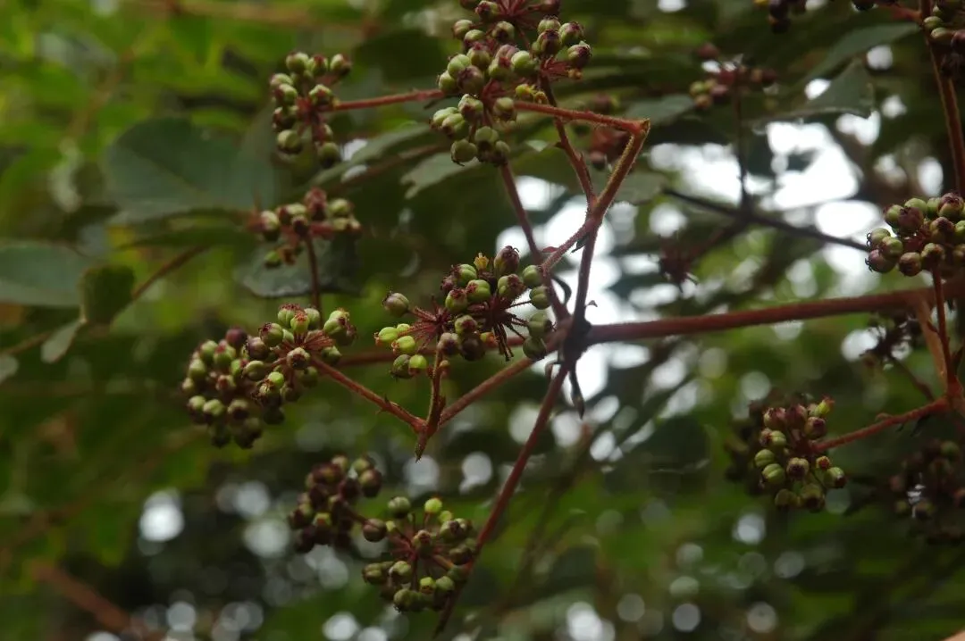 从《Nature》到全球市场:楤木如何被全球顶级科研与产业“盯上”?