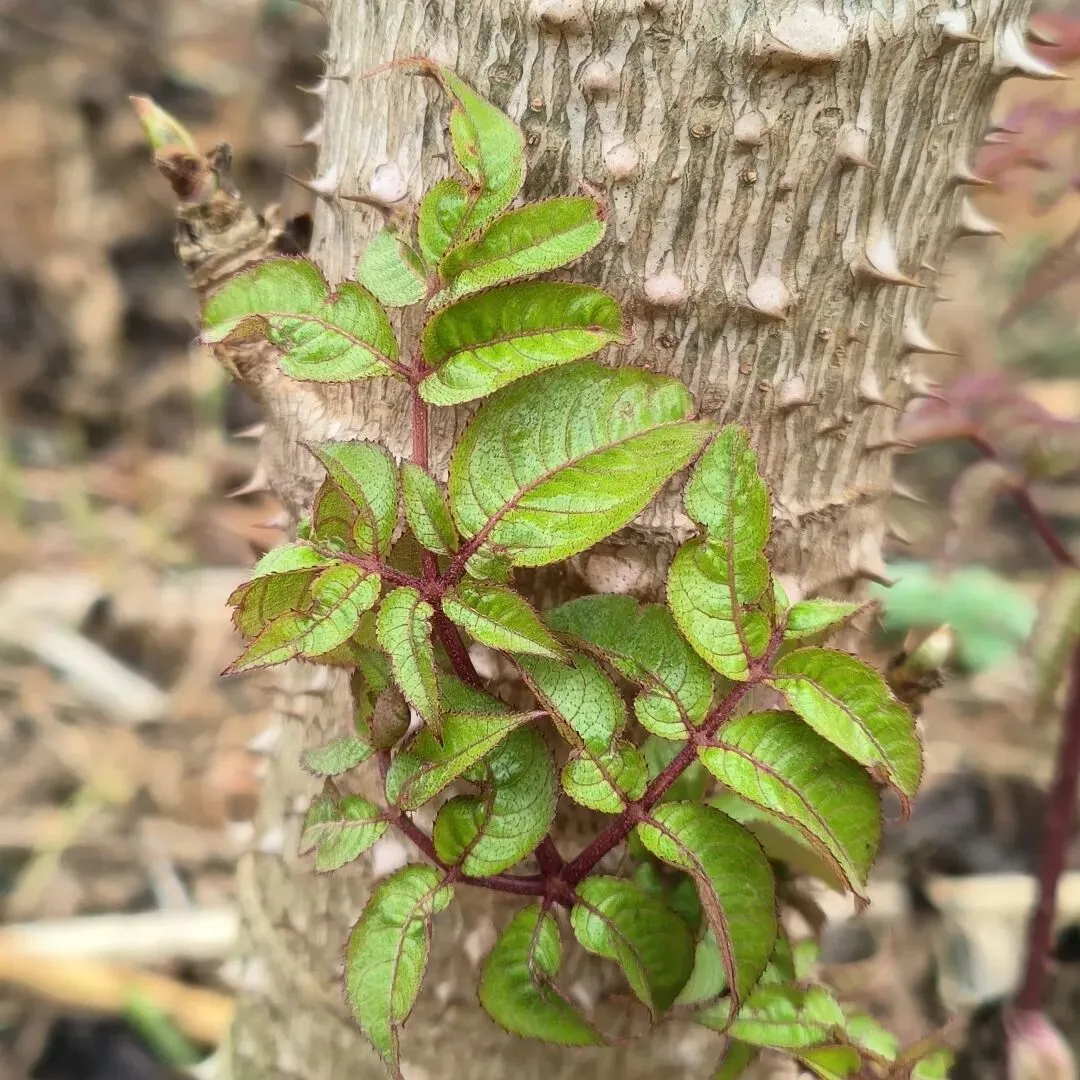 从《Nature》到全球市场:楤木如何被全球顶级科研与产业“盯上”?