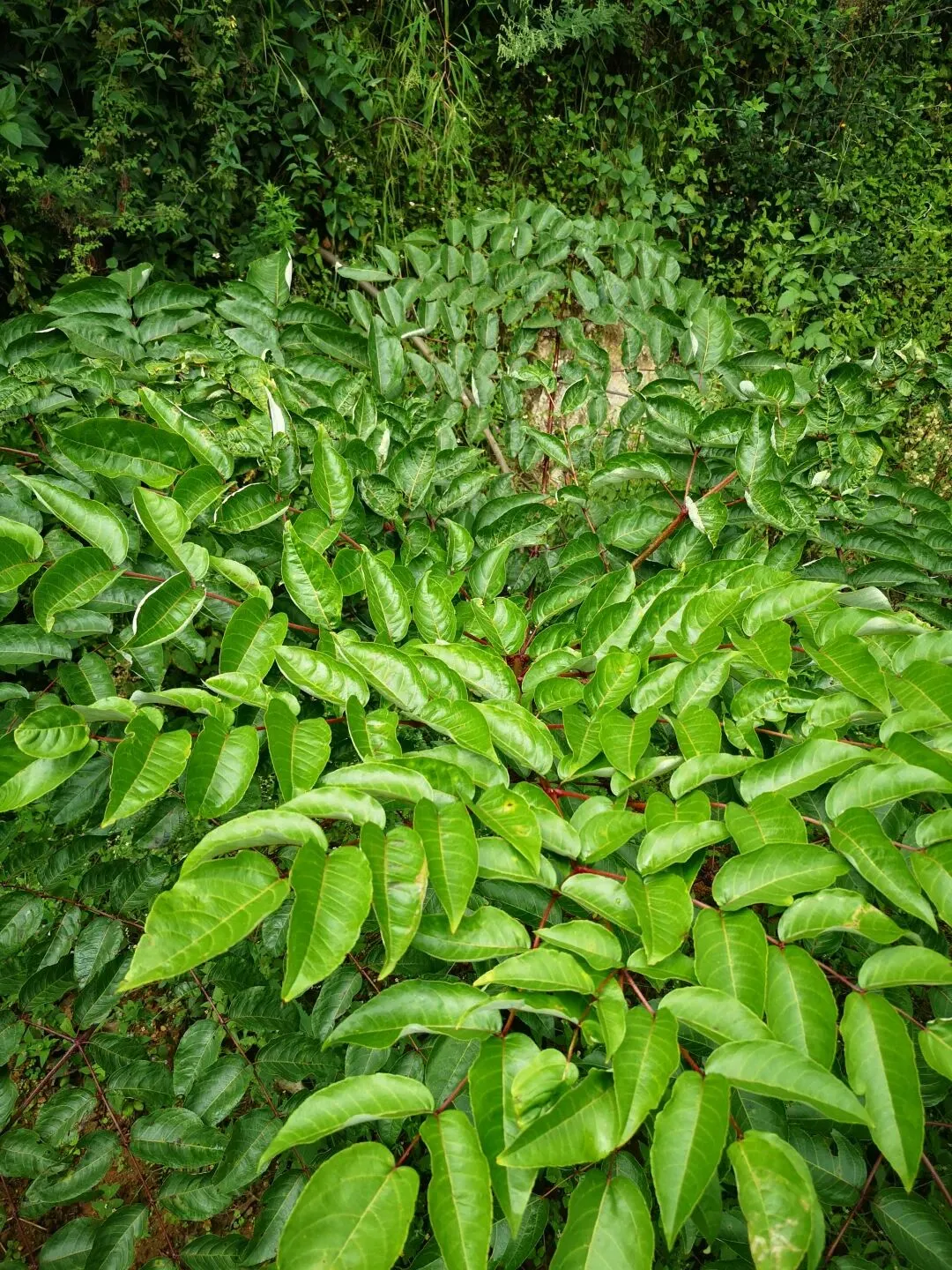 从《Nature》到全球市场:楤木如何被全球顶级科研与产业“盯上”?