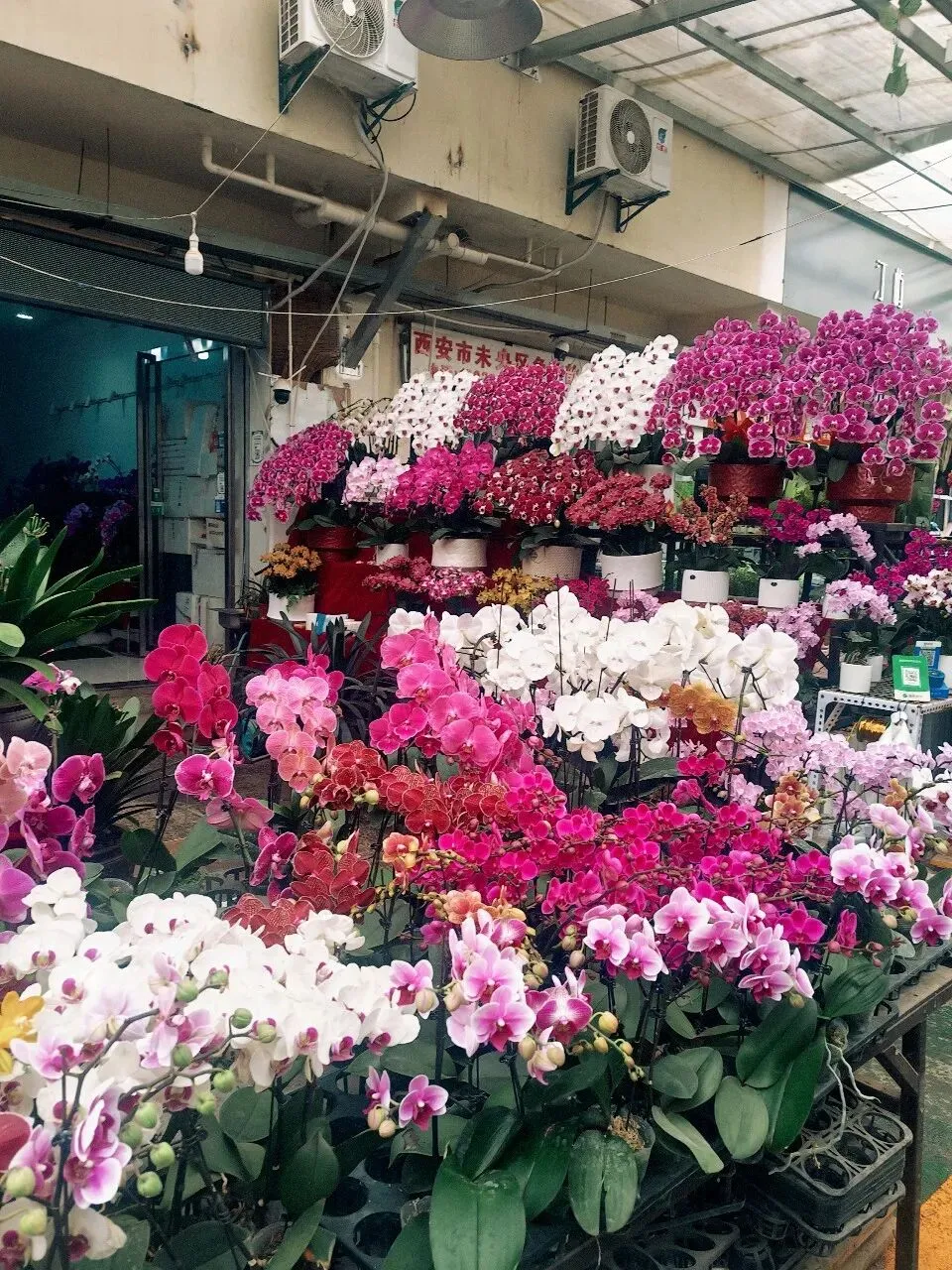 没想到大明宫花卉市场这么小,完全没有长乐花卉市场东西多