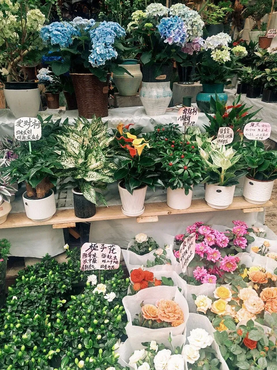 没想到大明宫花卉市场这么小,完全没有长乐花卉市场东西多