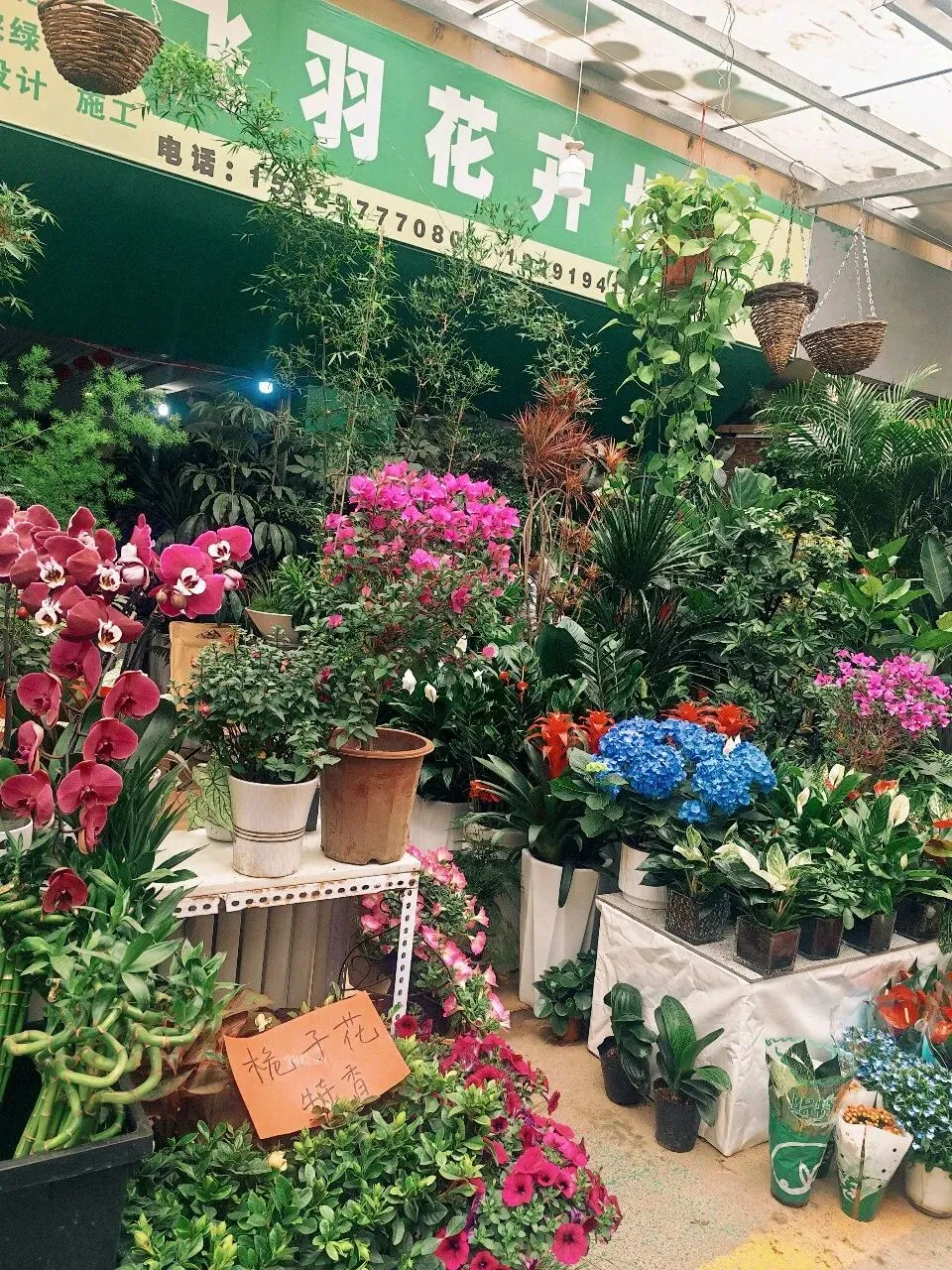 没想到大明宫花卉市场这么小,完全没有长乐花卉市场东西多