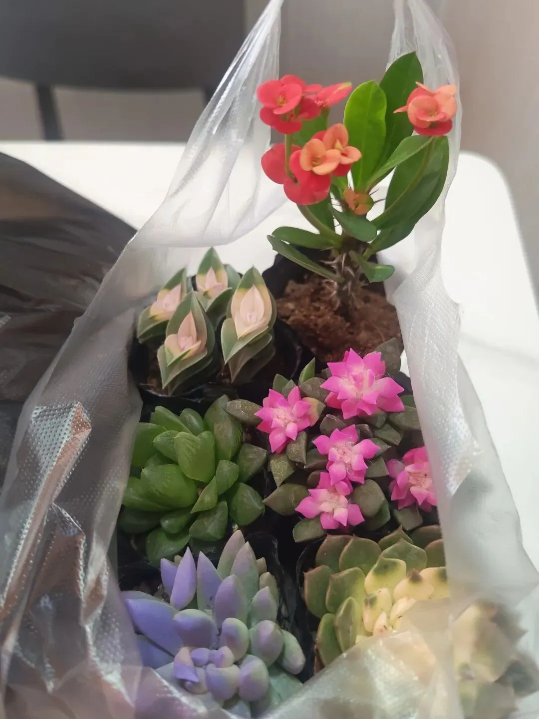 没想到大明宫花卉市场这么小,完全没有长乐花卉市场东西多