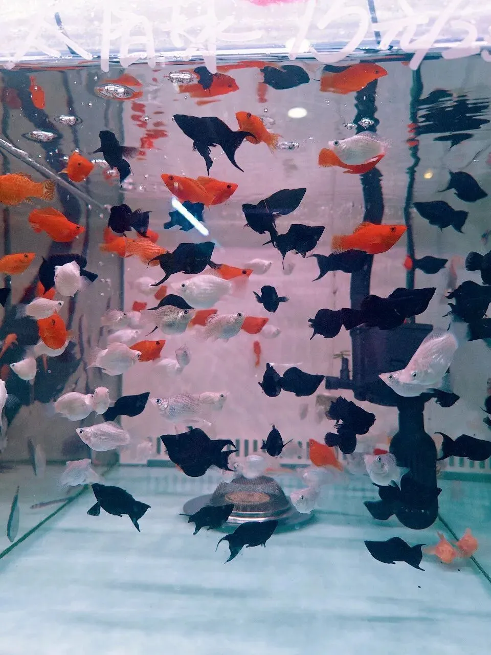 没想到大明宫花卉市场这么小,完全没有长乐花卉市场东西多