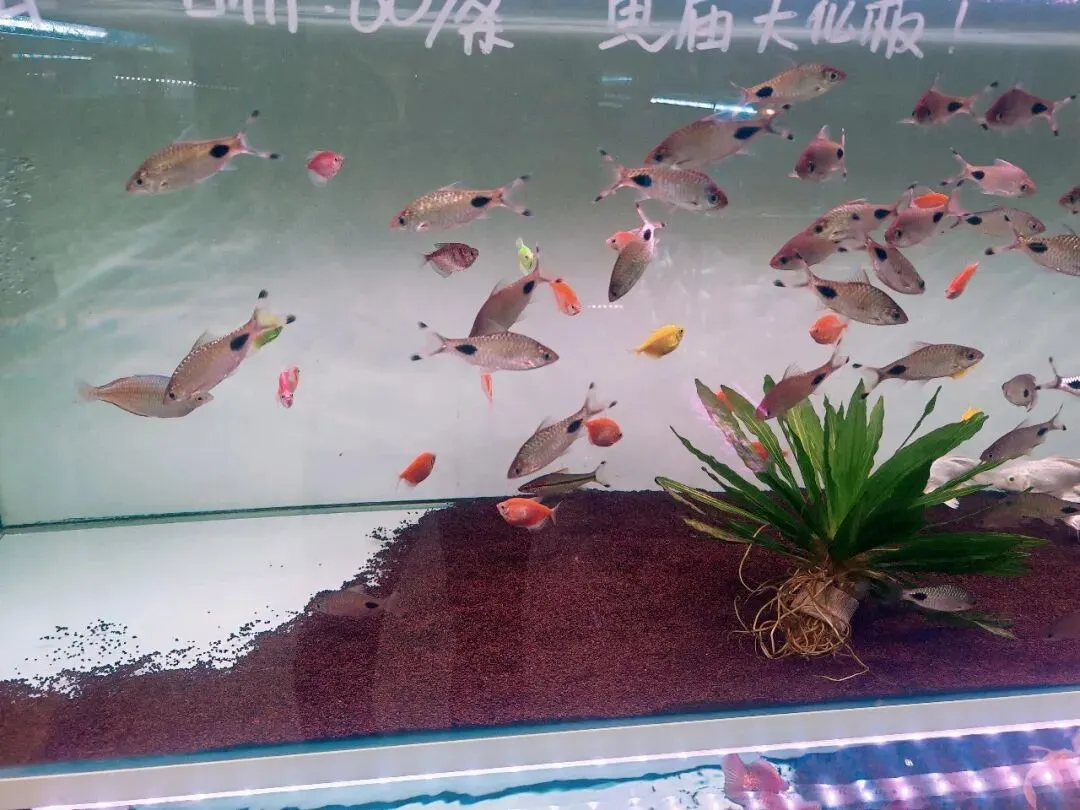 没想到大明宫花卉市场这么小,完全没有长乐花卉市场东西多