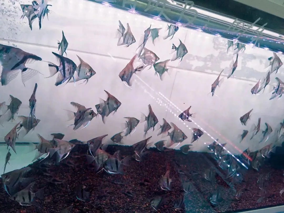 没想到大明宫花卉市场这么小,完全没有长乐花卉市场东西多