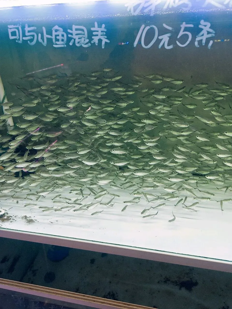 没想到大明宫花卉市场这么小,完全没有长乐花卉市场东西多