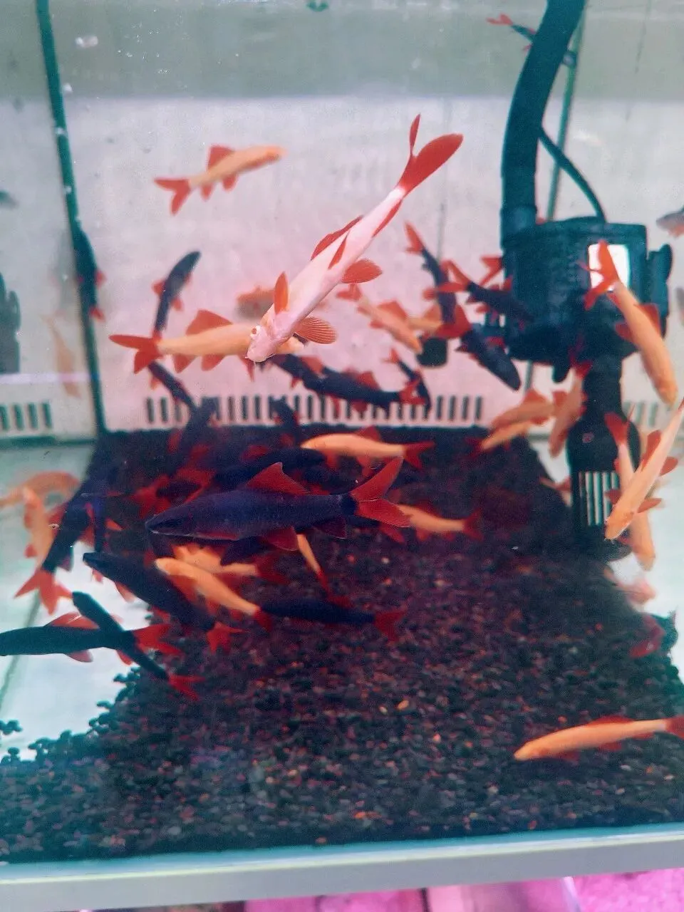 没想到大明宫花卉市场这么小,完全没有长乐花卉市场东西多