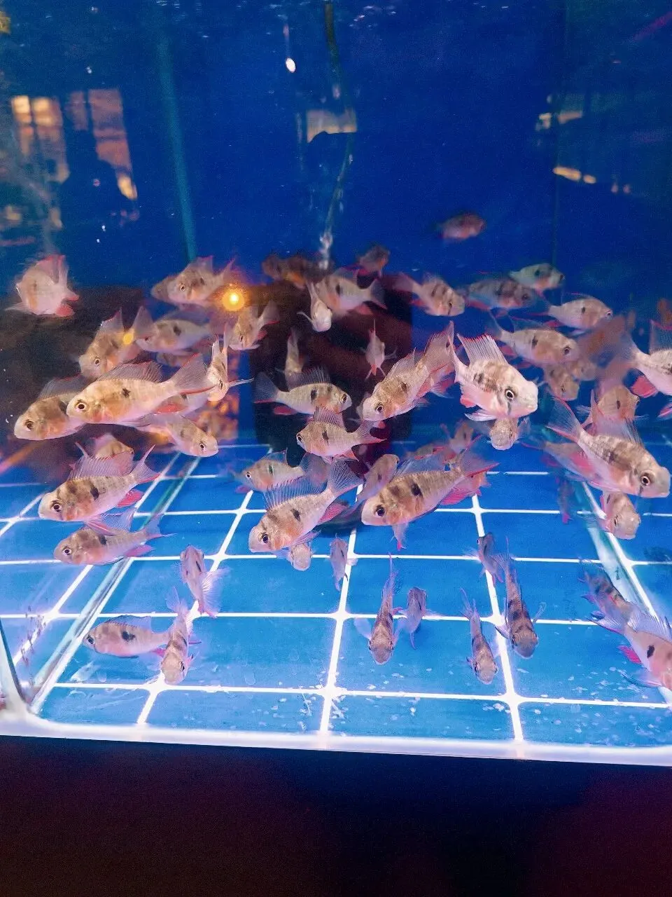 没想到大明宫花卉市场这么小,完全没有长乐花卉市场东西多