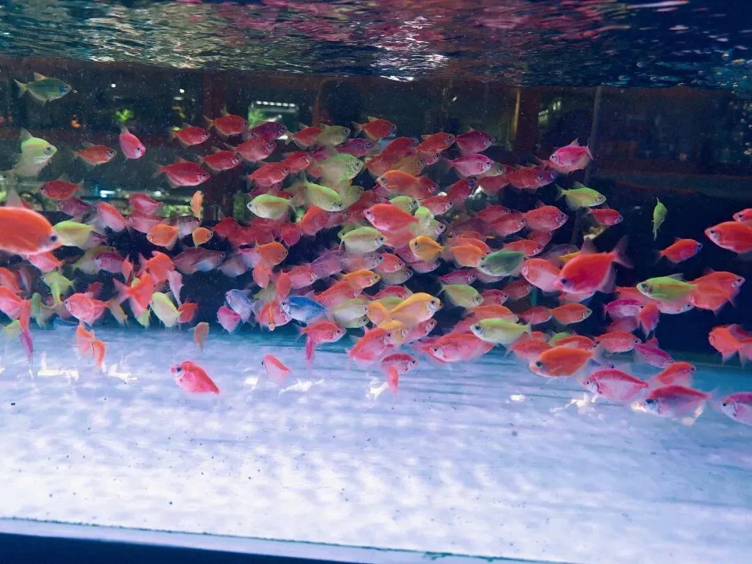 没想到大明宫花卉市场这么小,完全没有长乐花卉市场东西多