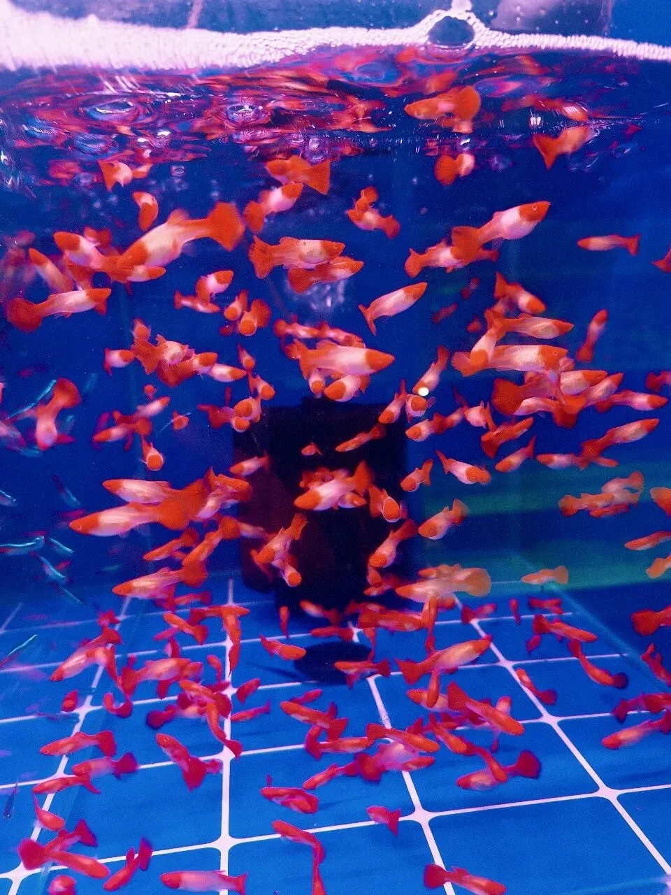 没想到大明宫花卉市场这么小,完全没有长乐花卉市场东西多