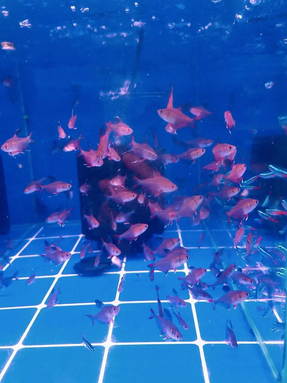 没想到大明宫花卉市场这么小,完全没有长乐花卉市场东西多