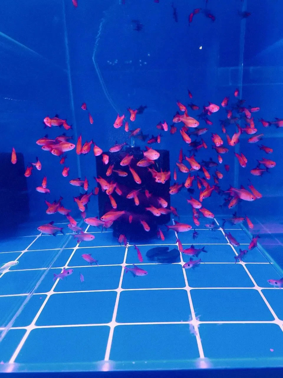 没想到大明宫花卉市场这么小,完全没有长乐花卉市场东西多