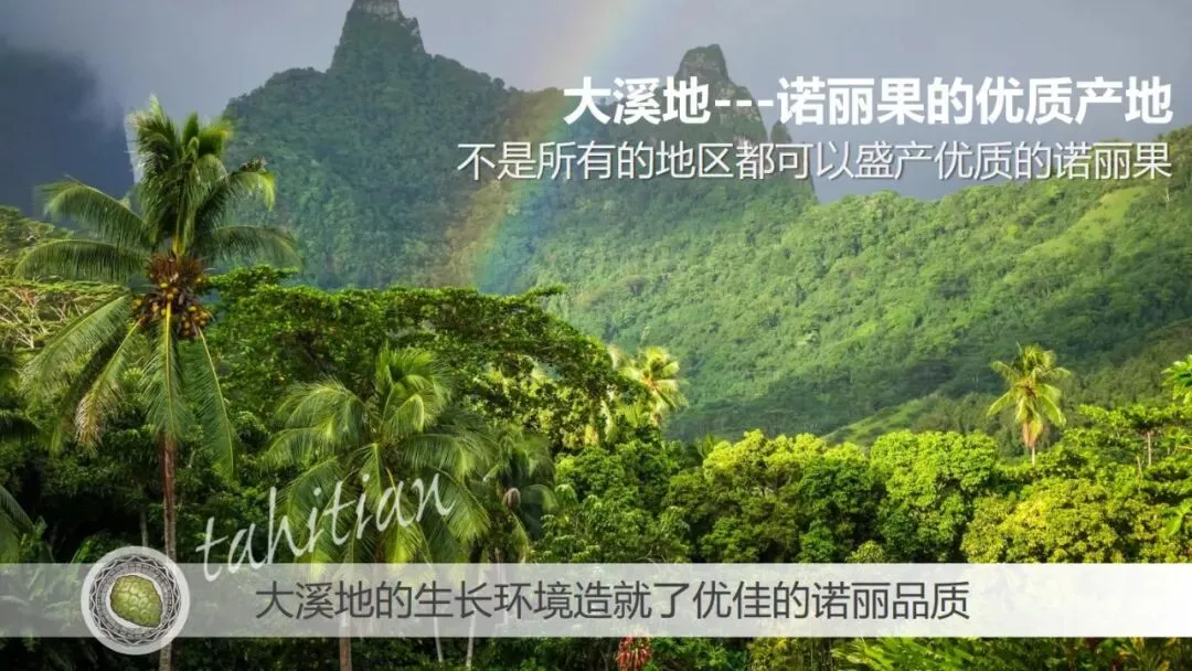 诺丽市场迷局:当价格迷雾散去,什么才是真正的“王者”?