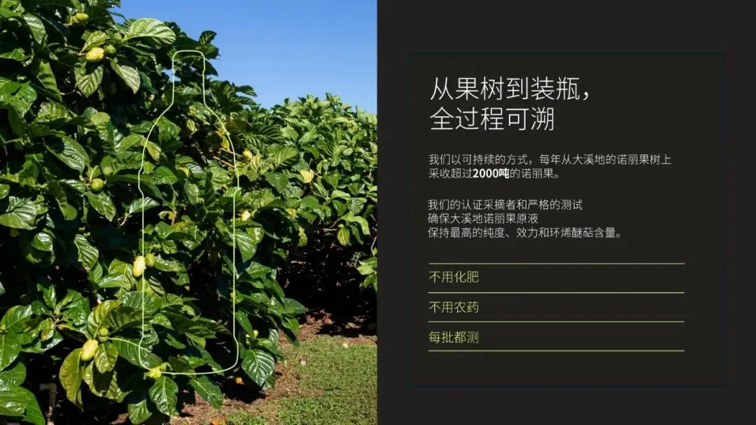 诺丽市场迷局:当价格迷雾散去,什么才是真正的“王者”?