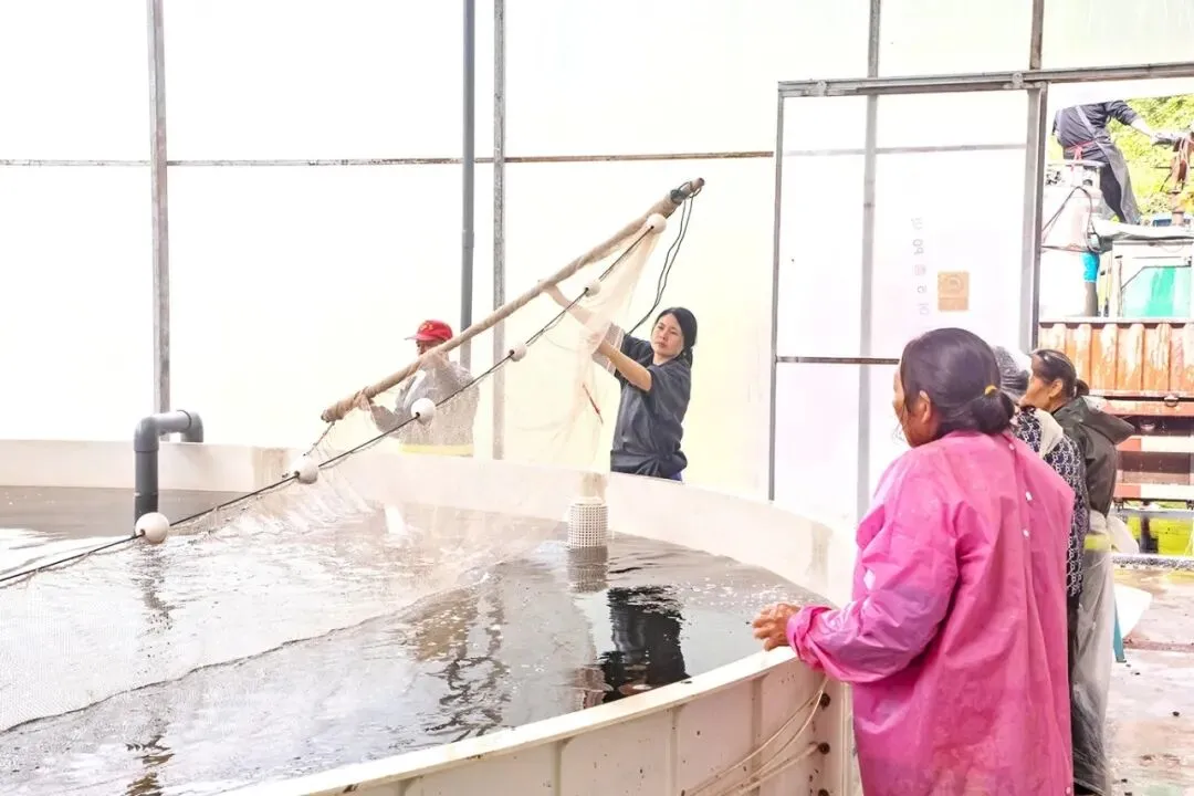 忠州鱼苗走俏市场