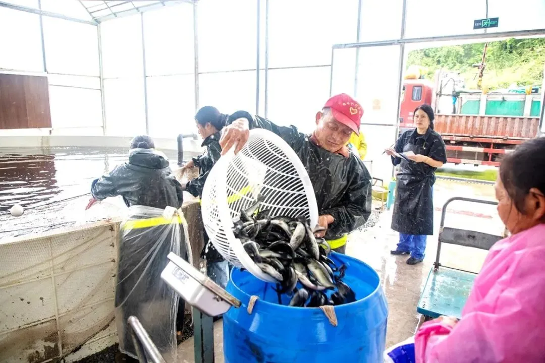 忠州鱼苗走俏市场