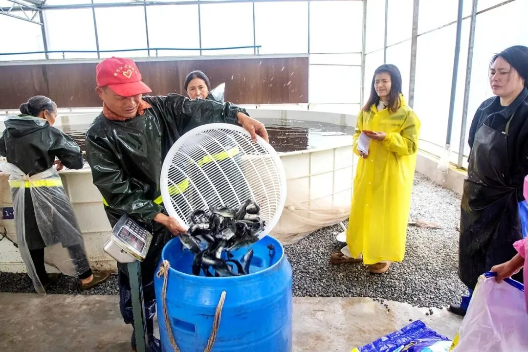 忠州鱼苗走俏市场