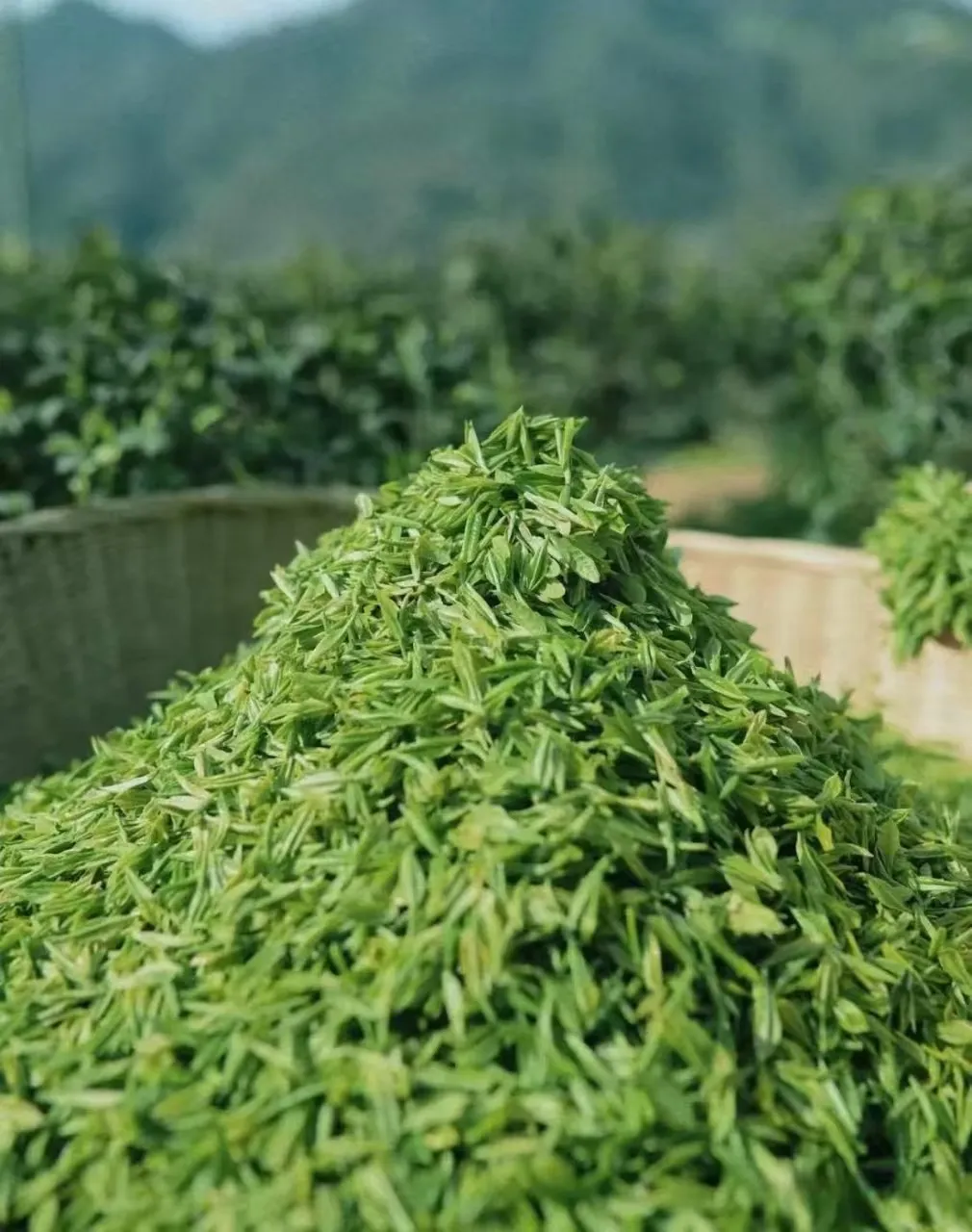 回应关切 守护好茶–安康市市场监管局全力护航春茶地理标志保护