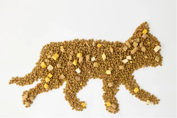 行业动态 | 青岛4家宠食企业首获巴西市场准入;鸡肉零食再中招,国内进口商宜主动核查;朝鲜推进宠物服务建设