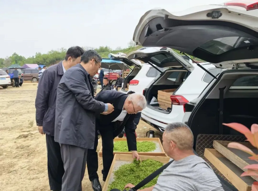 深化春茶市场整治规范“百日行动” 护航信阳茶产业高质量发展——市监管局党组书记黄玉武到主茶区实地调研