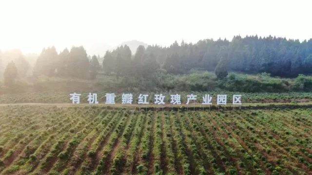 西充玫澜有机玫瑰:从川北花谷走向全国市场