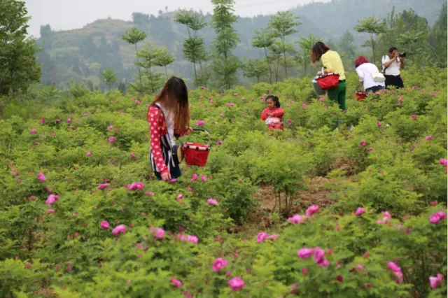 西充玫澜有机玫瑰:从川北花谷走向全国市场