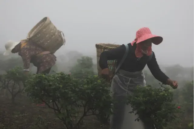 西充玫澜有机玫瑰:从川北花谷走向全国市场