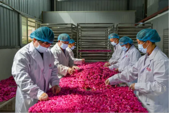 西充玫澜有机玫瑰:从川北花谷走向全国市场