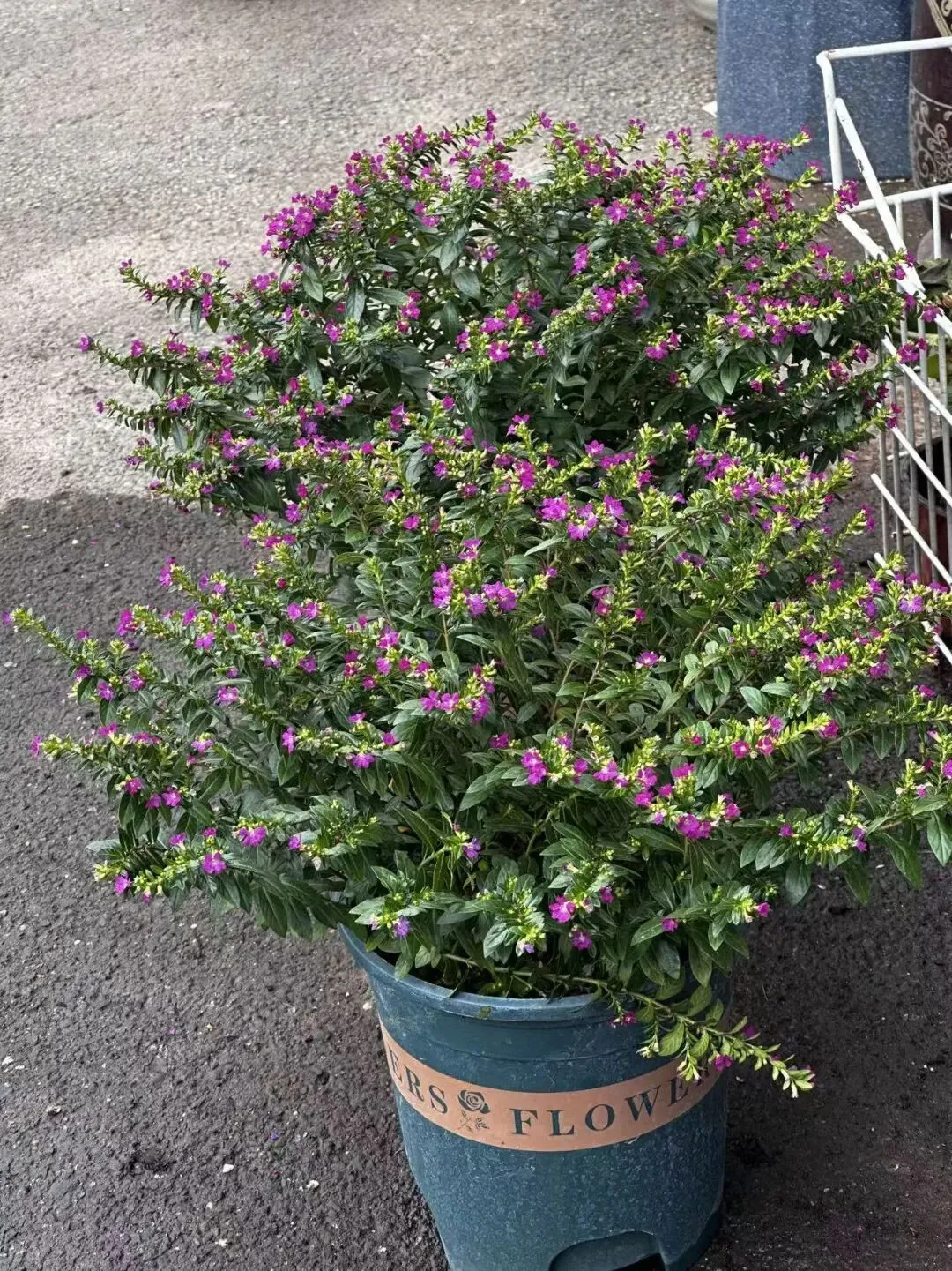 鸡西花鸟鱼市场:城市里的“小自然”