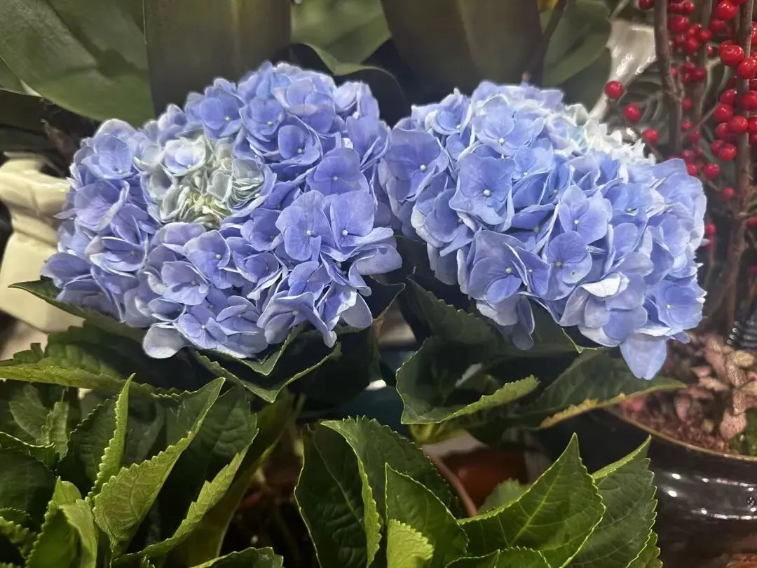 鸡西花鸟鱼市场:城市里的“小自然”