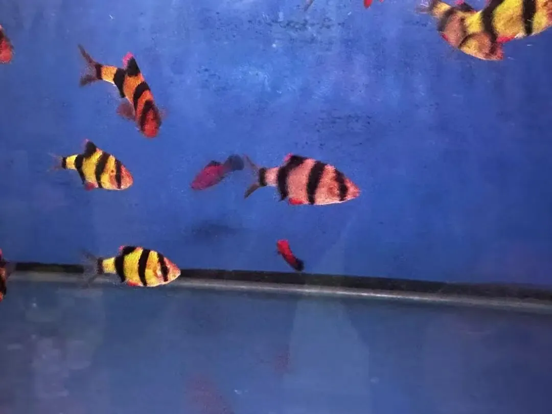 鸡西花鸟鱼市场:城市里的“小自然”