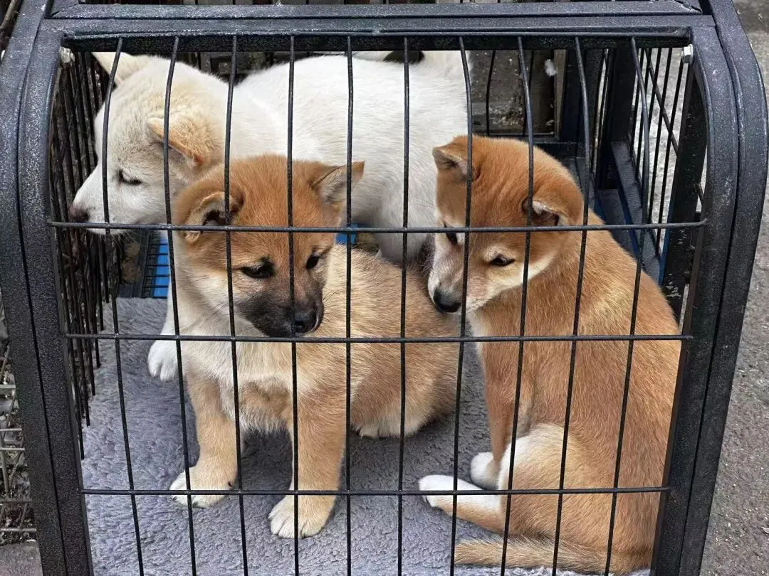 鸡西花鸟鱼市场:城市里的“小自然”