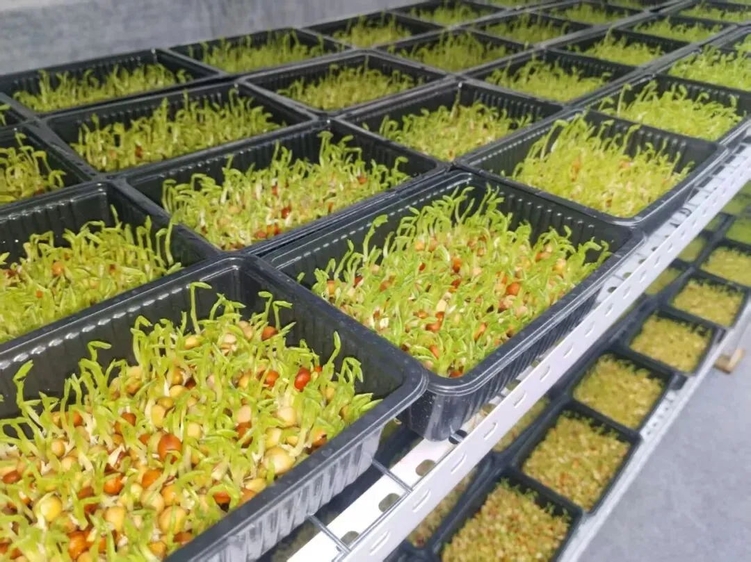 【市场动态】芽苗菜亮相北京新发地市场第四届种子节 绿色食材健康上新