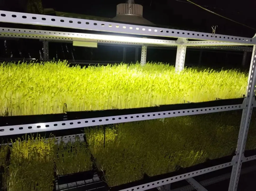 【市场动态】芽苗菜亮相北京新发地市场第四届种子节 绿色食材健康上新